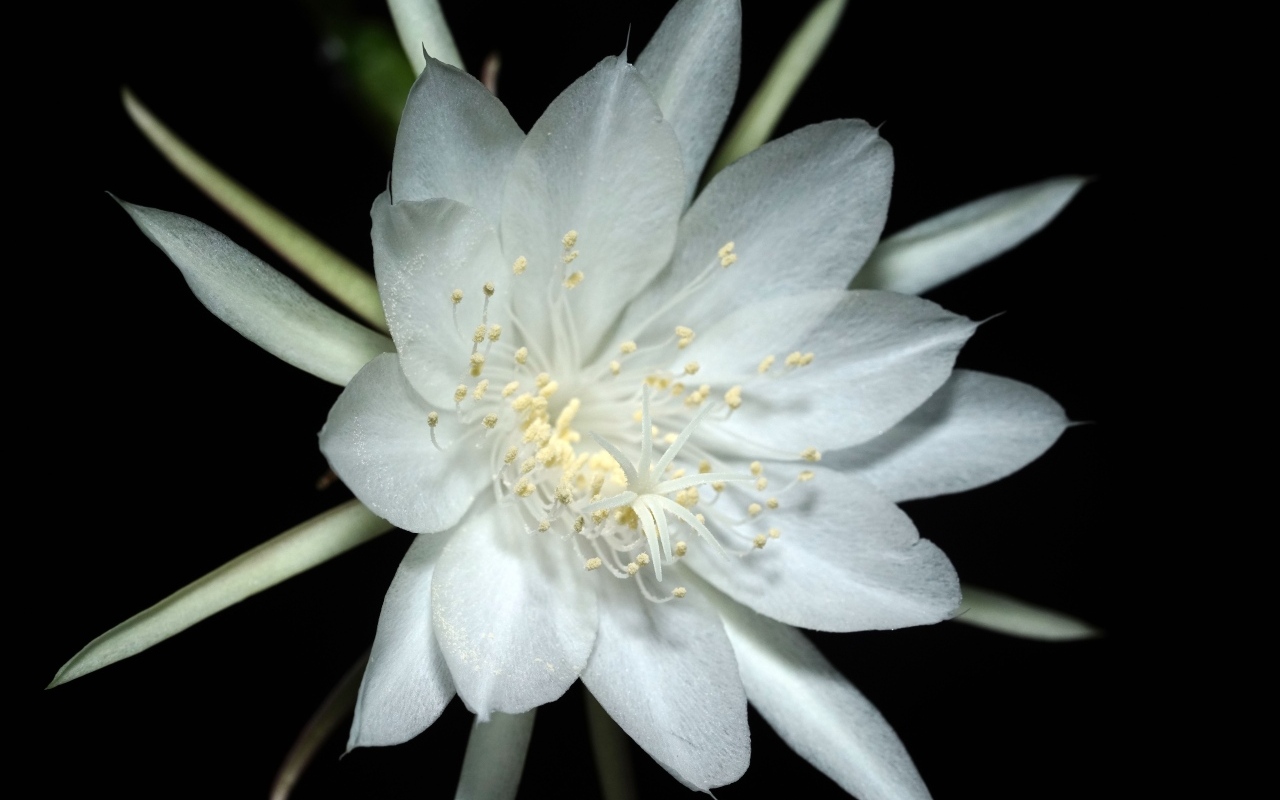Белый цветок кактуса на черном фоне