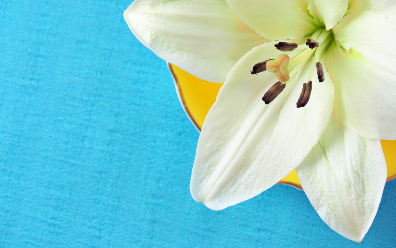 Белый цветок лилии на голубом фоне