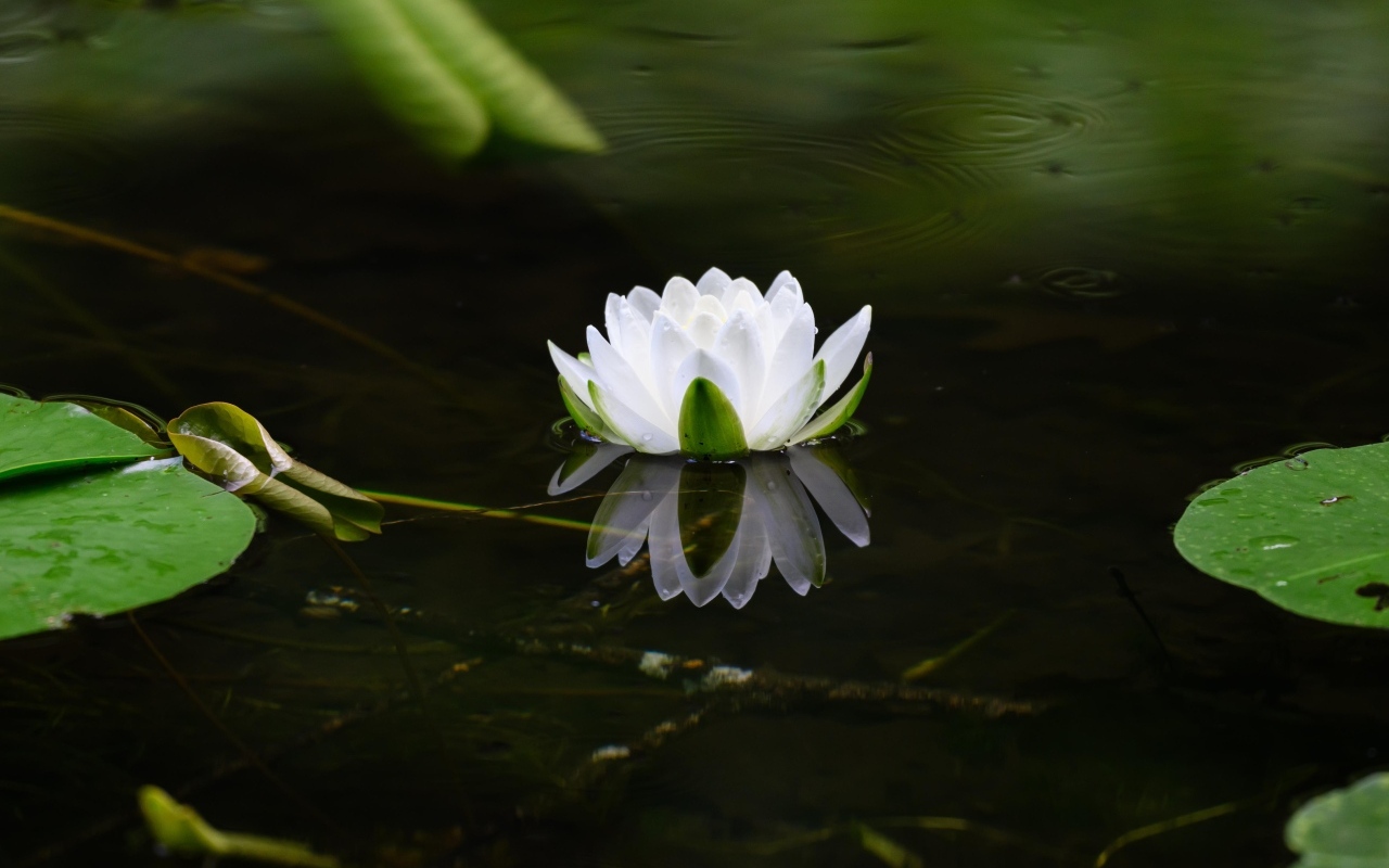 Белая водяная лилия в пруду