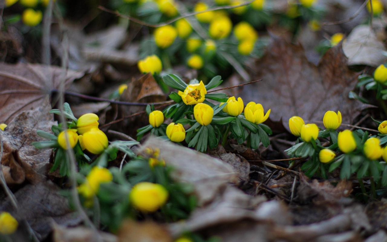 Желтые весенние лесные цветы в сухой траве