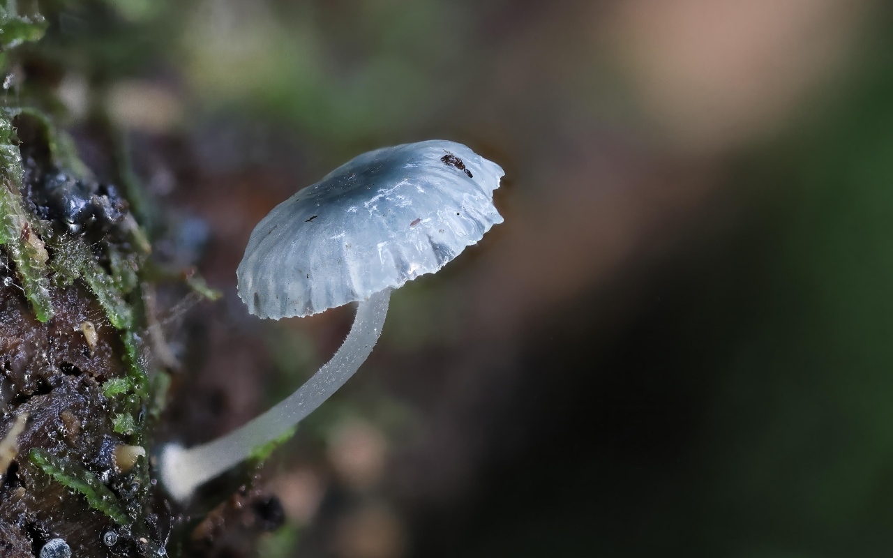 Маленькая голубая поганка на дереве 