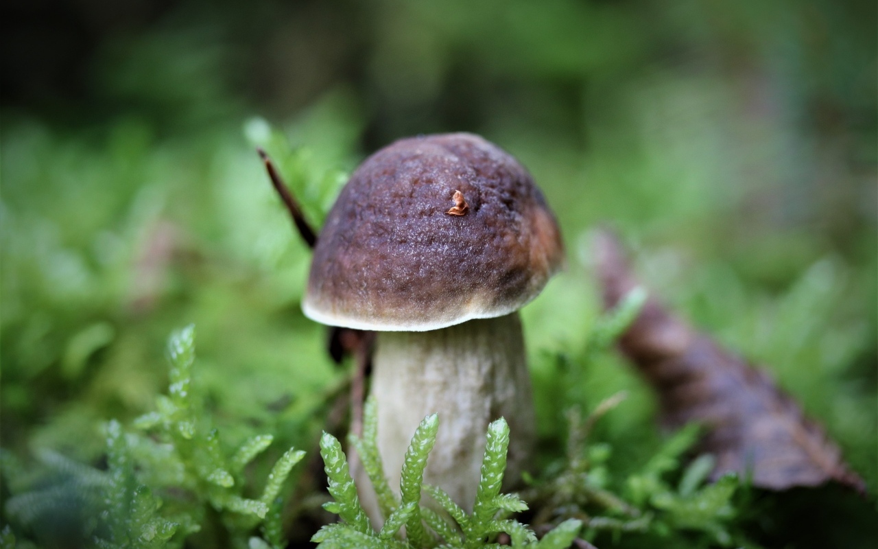 Маленький гриб в зеленом мху