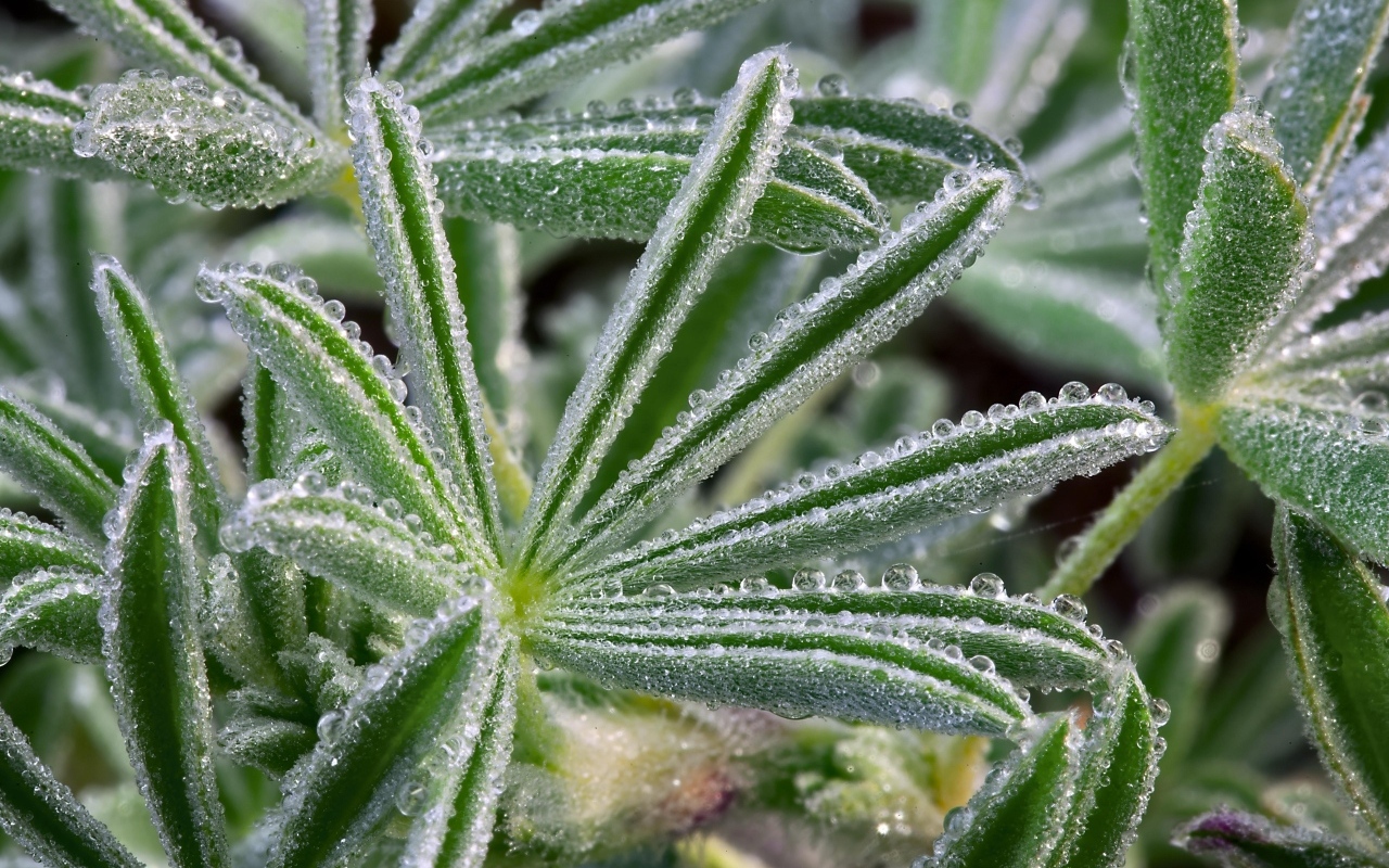 Покрытые ледяной коркой зеленые листья растения