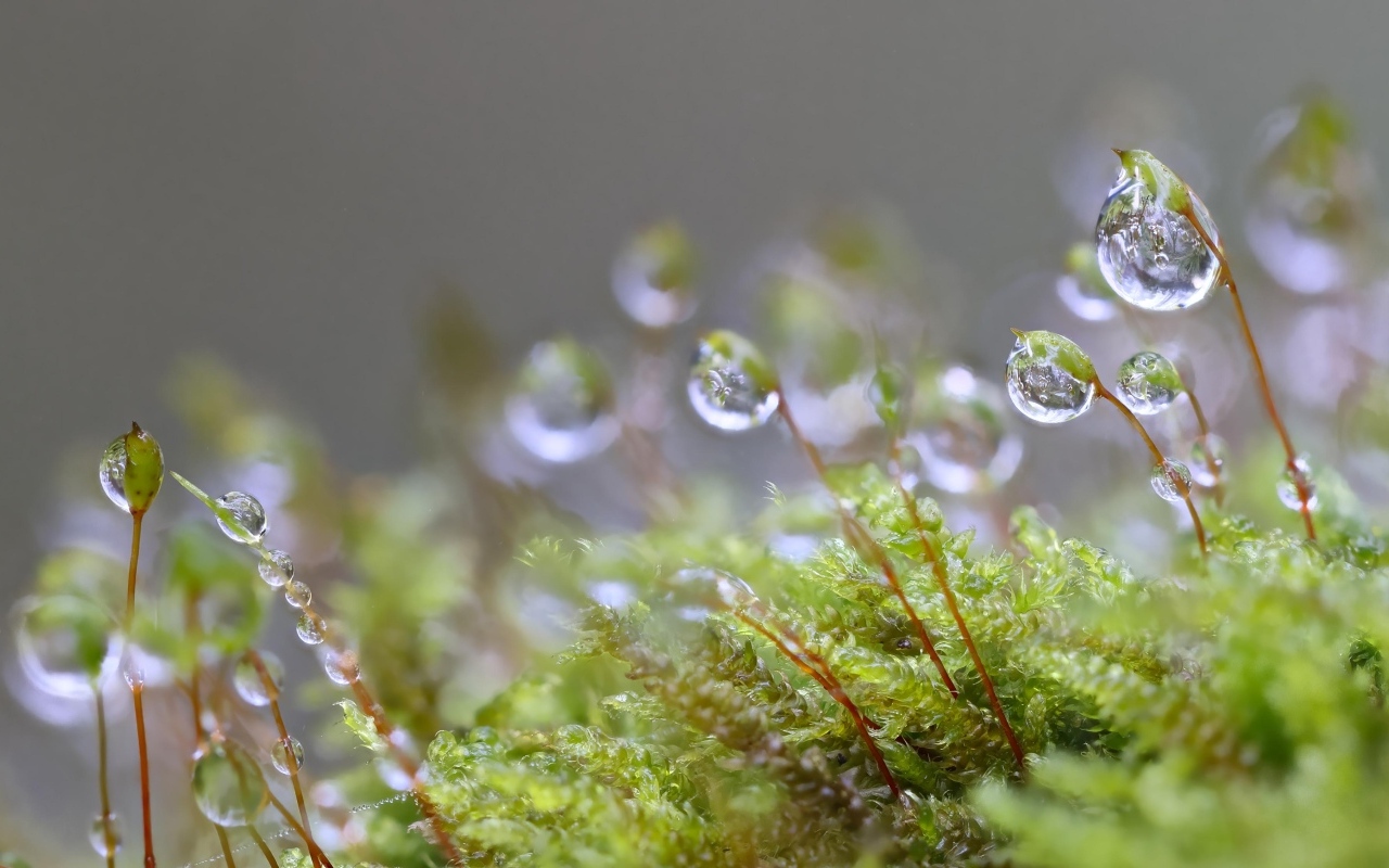 Мох в каплях росы крупным планом