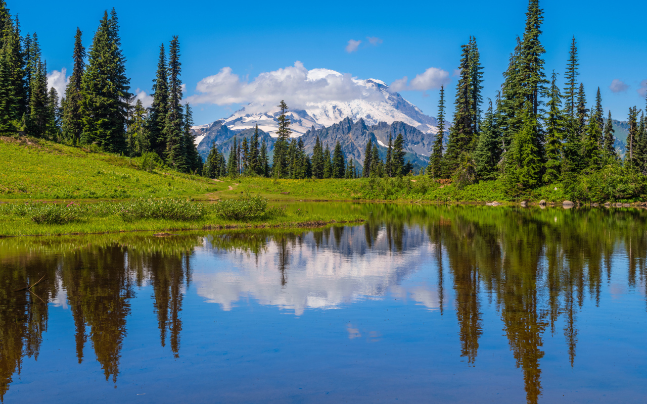 Высокие сосны на берегу озера на фоне заснеженных гор