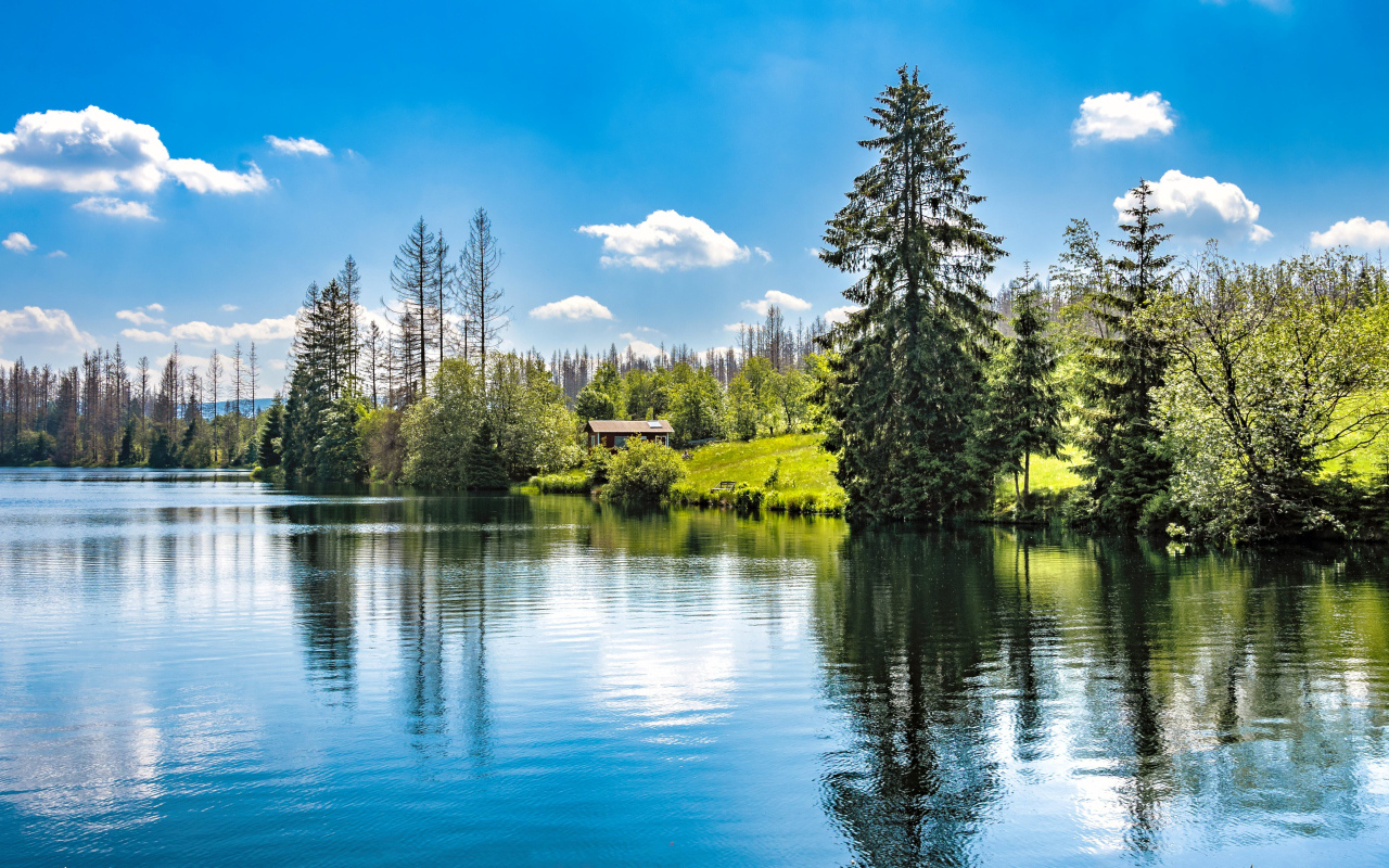 Высокие ели растут на берегу озера 