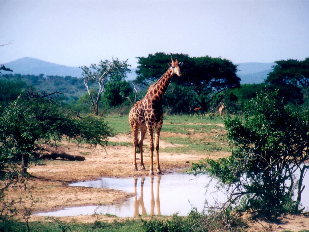 Жираф на озере