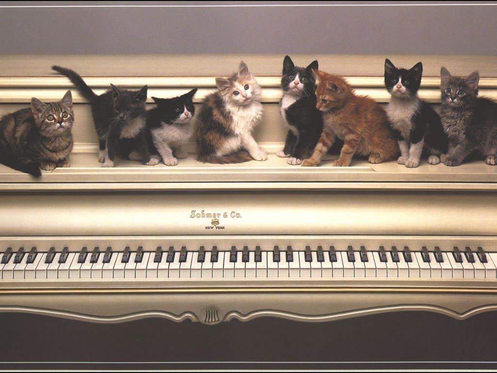 Котята на пианино