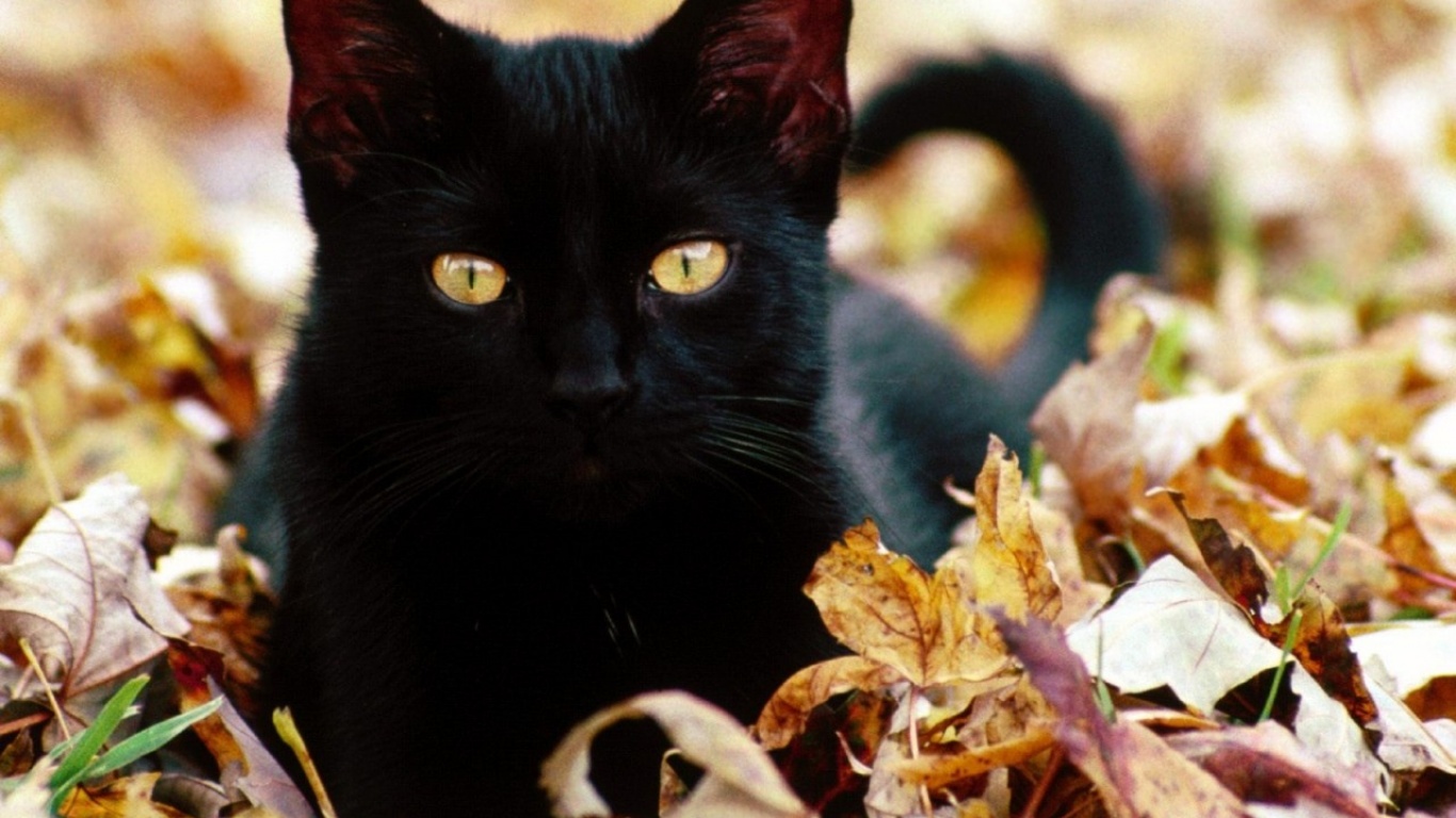 Черный кот в листьях