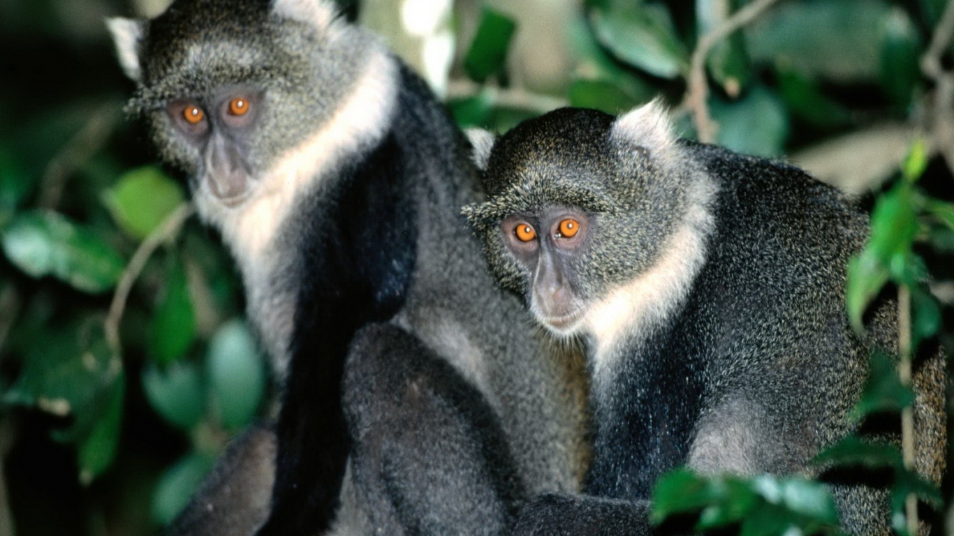 Обезьянки с яркими глазами