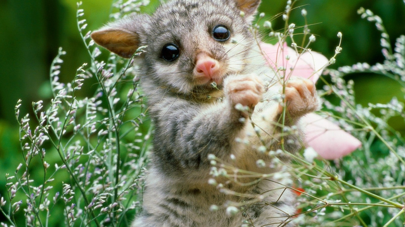 Игривый Лемур