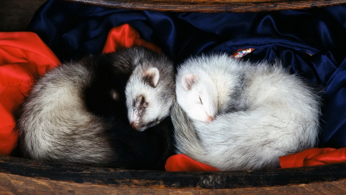 Спящие норки