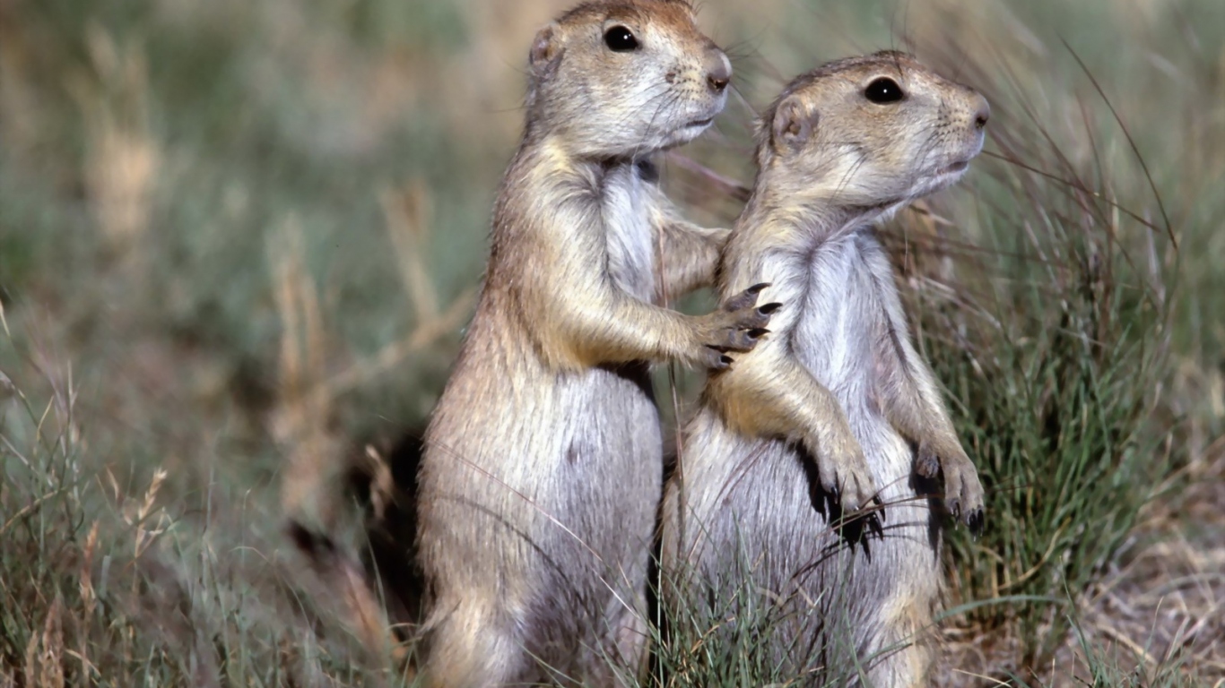 Два бурундука