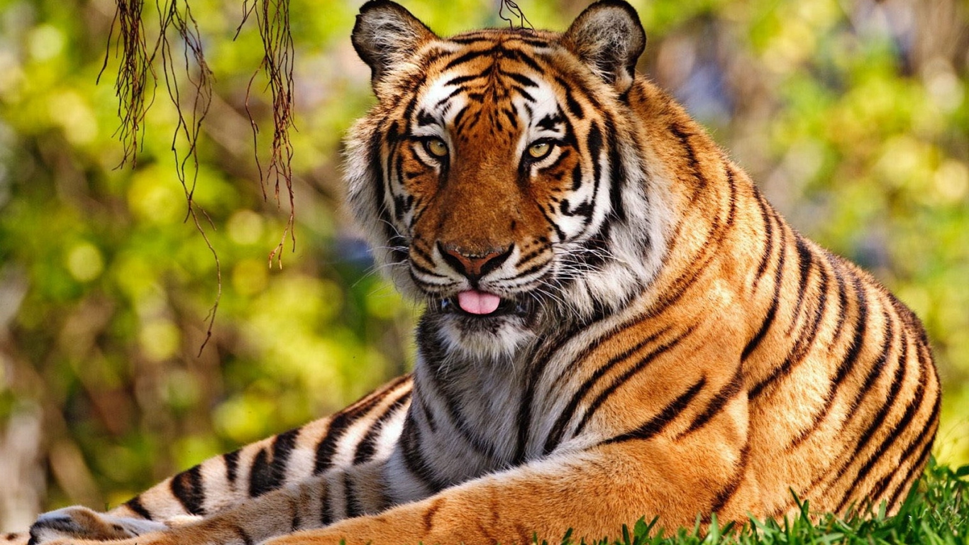 Уссурийский тигр