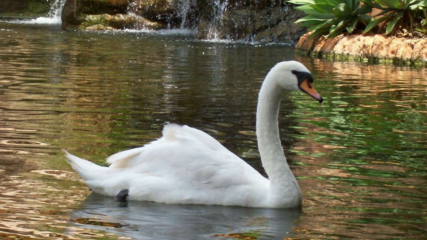 Лебедь в пруду