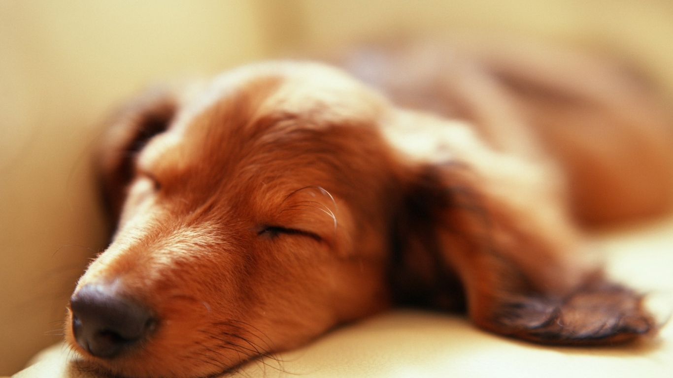 Спящий пес