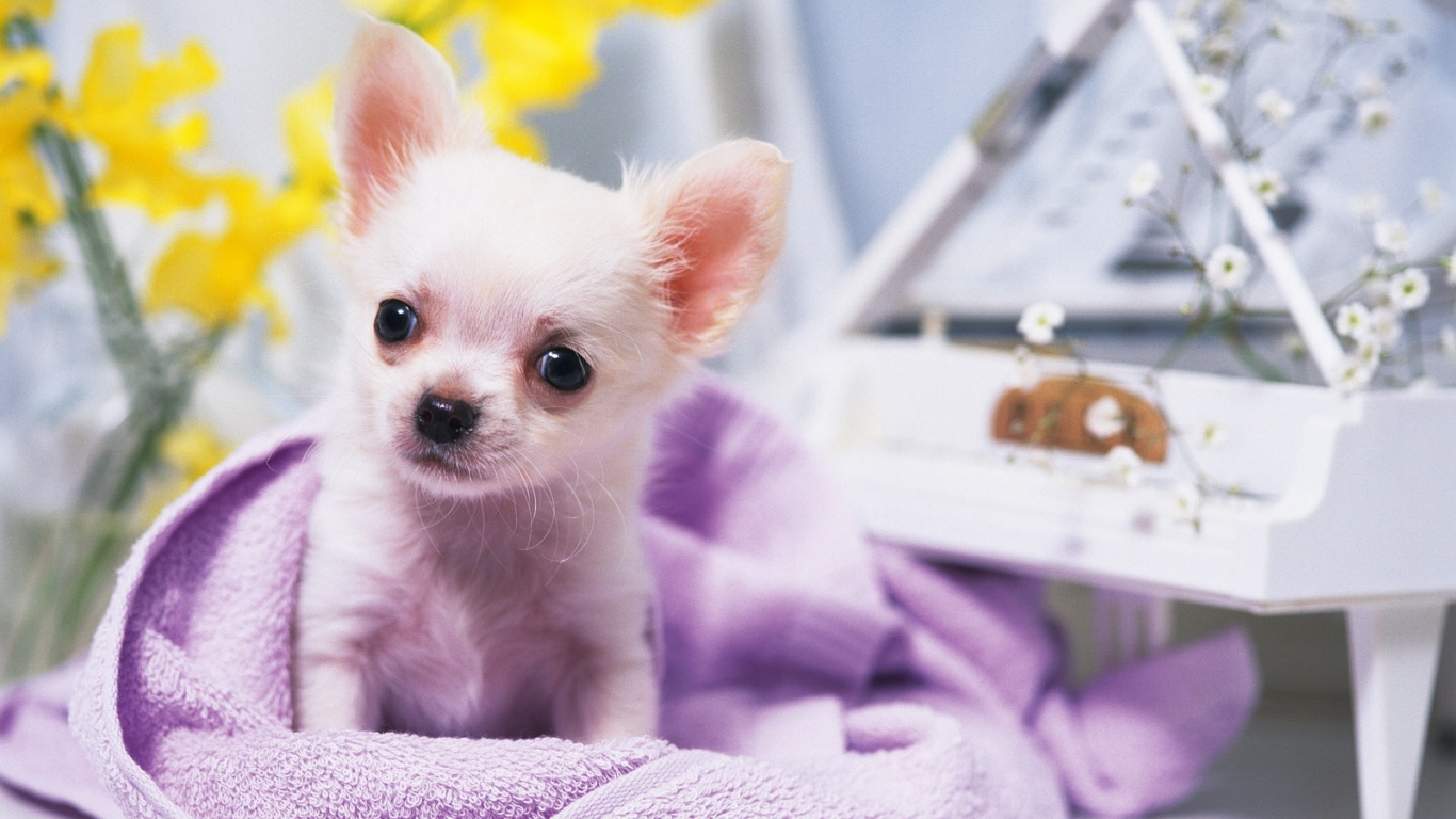 Собачка ростом с игрушку