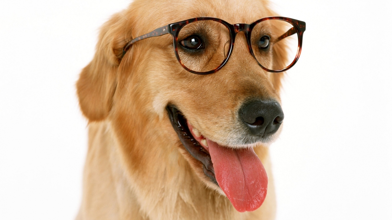 Wearing glasses Dog