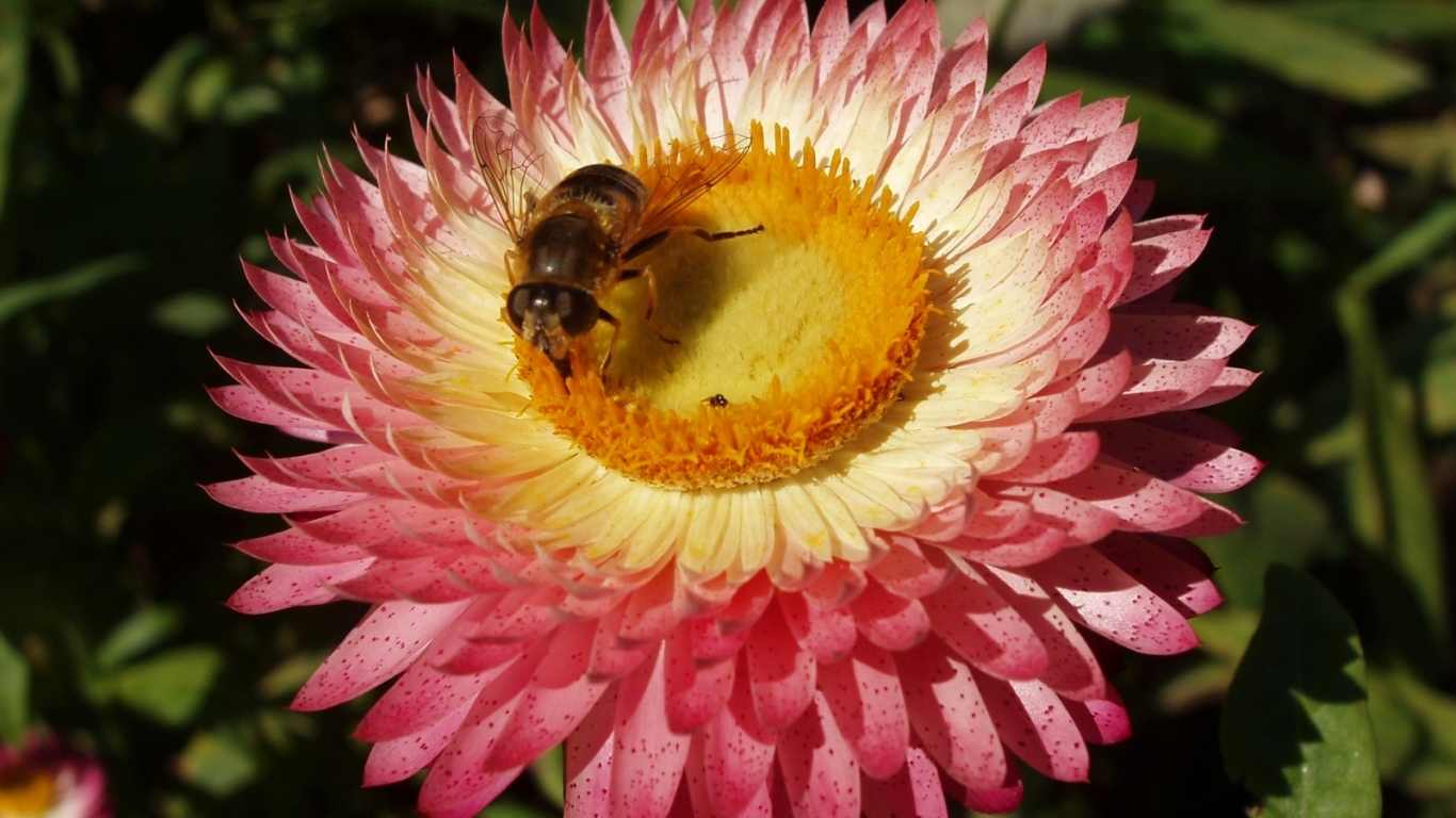 Пчелка и цветок