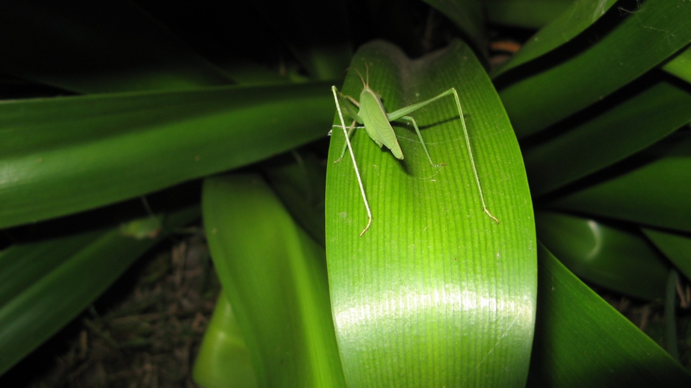 Зеленый кузнечик
