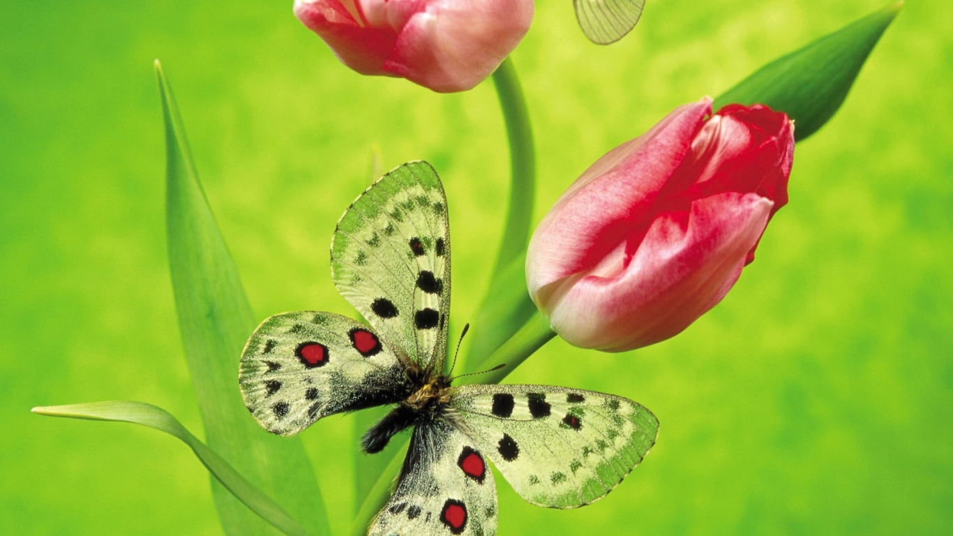 Бабочка на тюльпанах