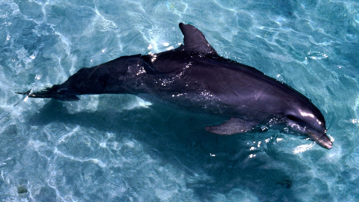 Casual swim dolphin
