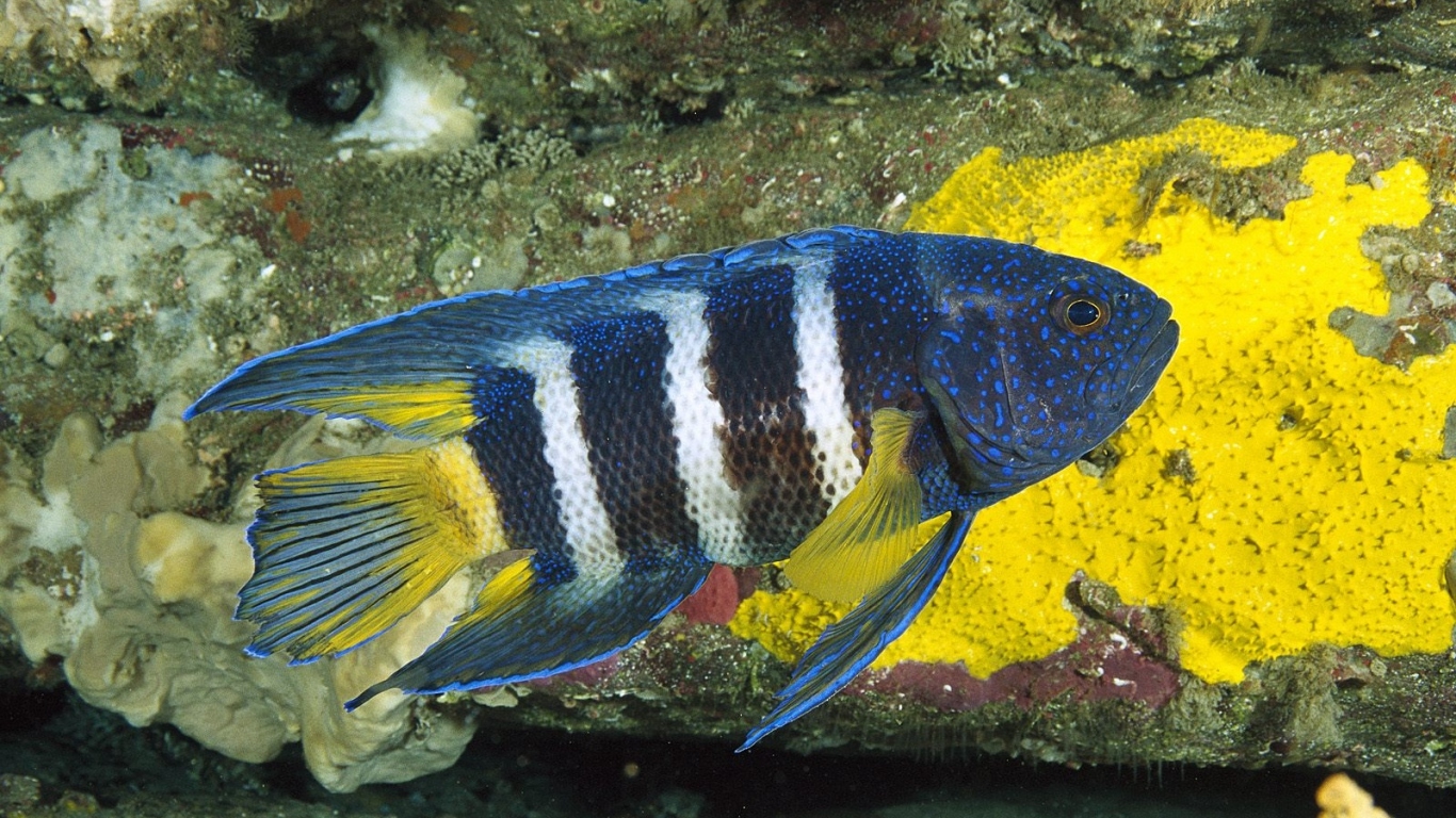 Восточный голубой дьявол