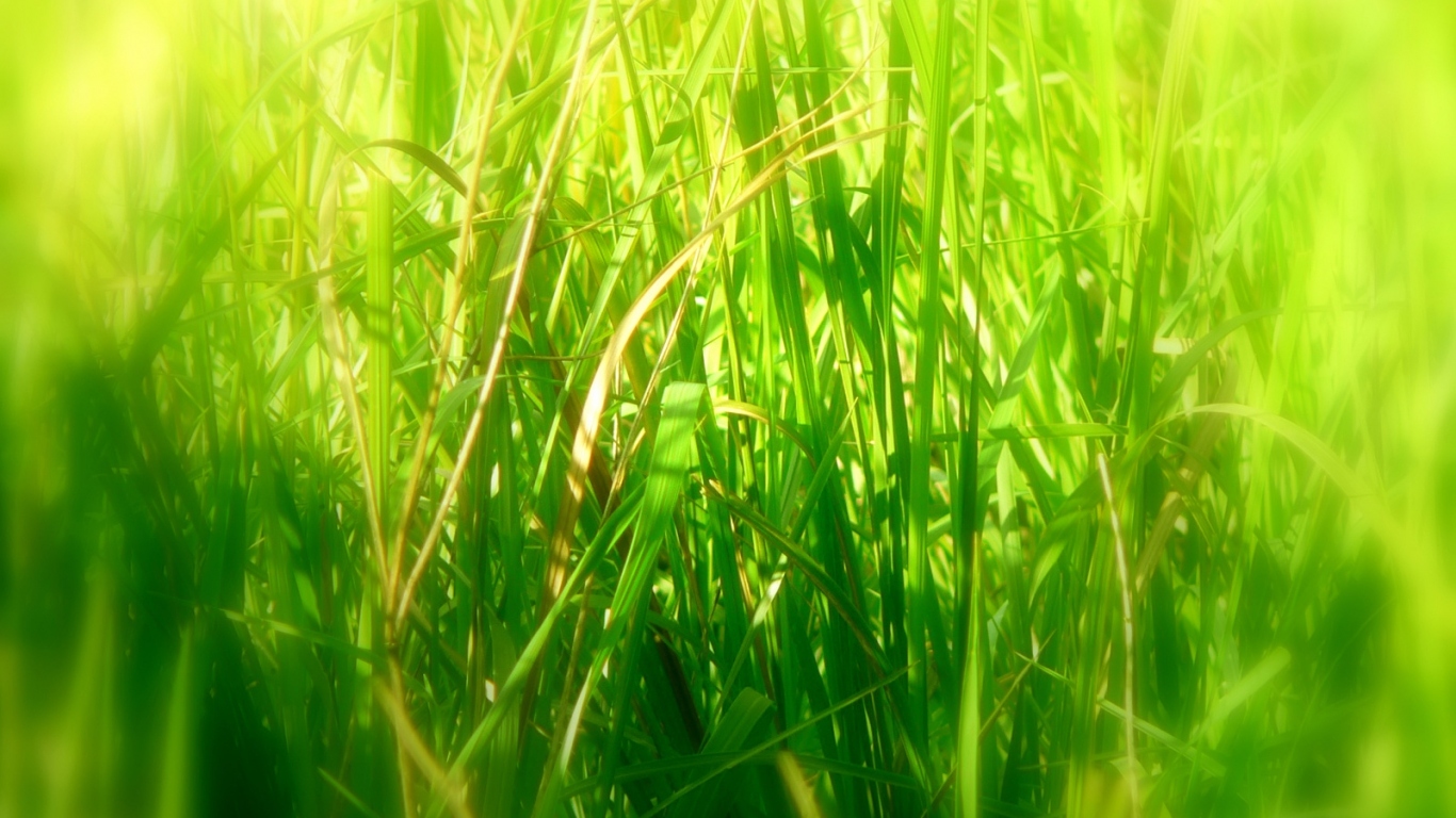 Высокая трава