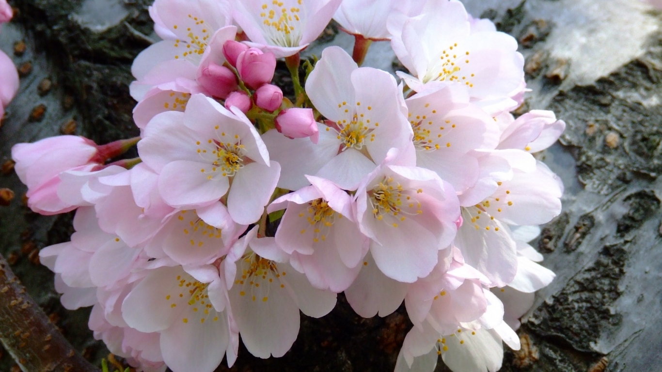 Цветущий букет