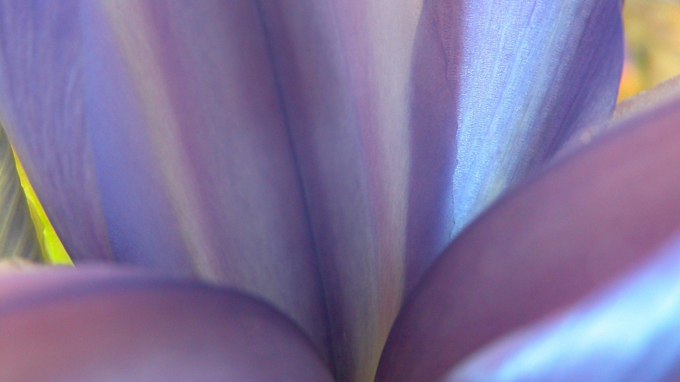 Синие цветы