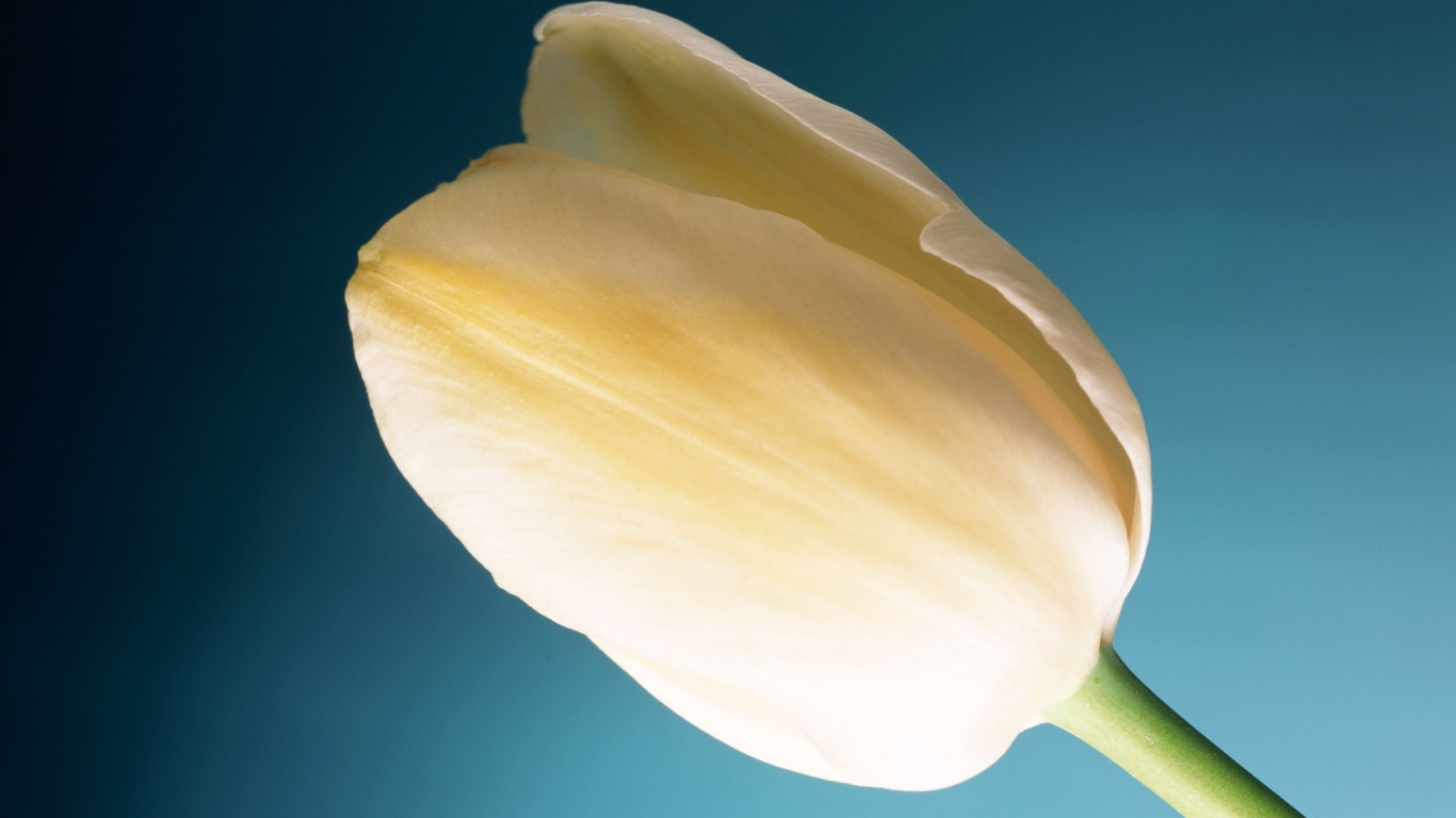 Тюльпан Сливок, Цветы