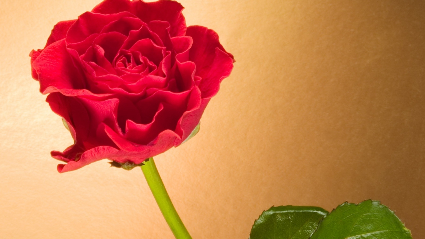 Вьющаяся Красная роза, Цветы