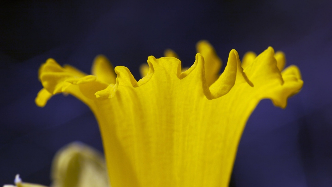 Труба Нарцисса, Цветы