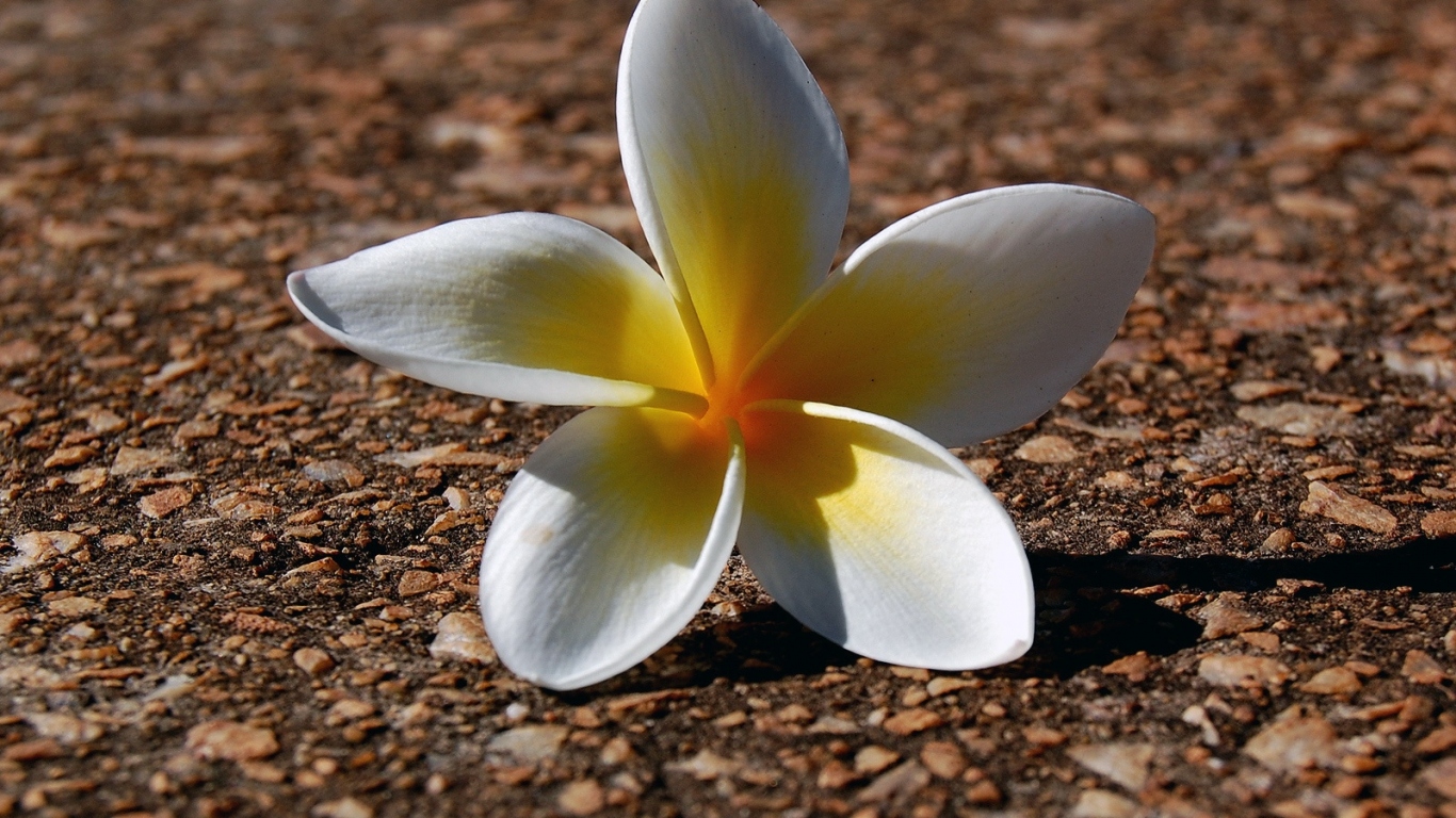 Ложащийся цветок, Цветы