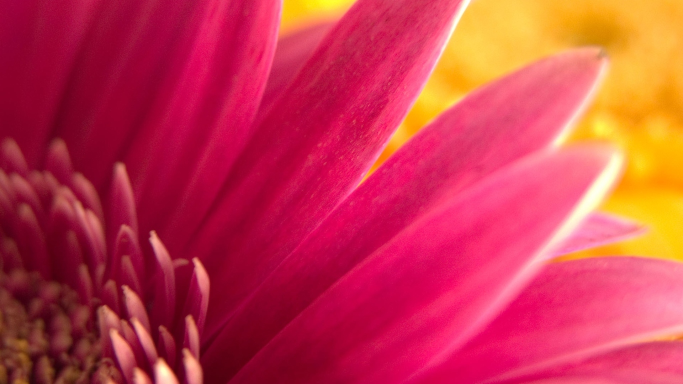 Цветочный подарок, Цветы