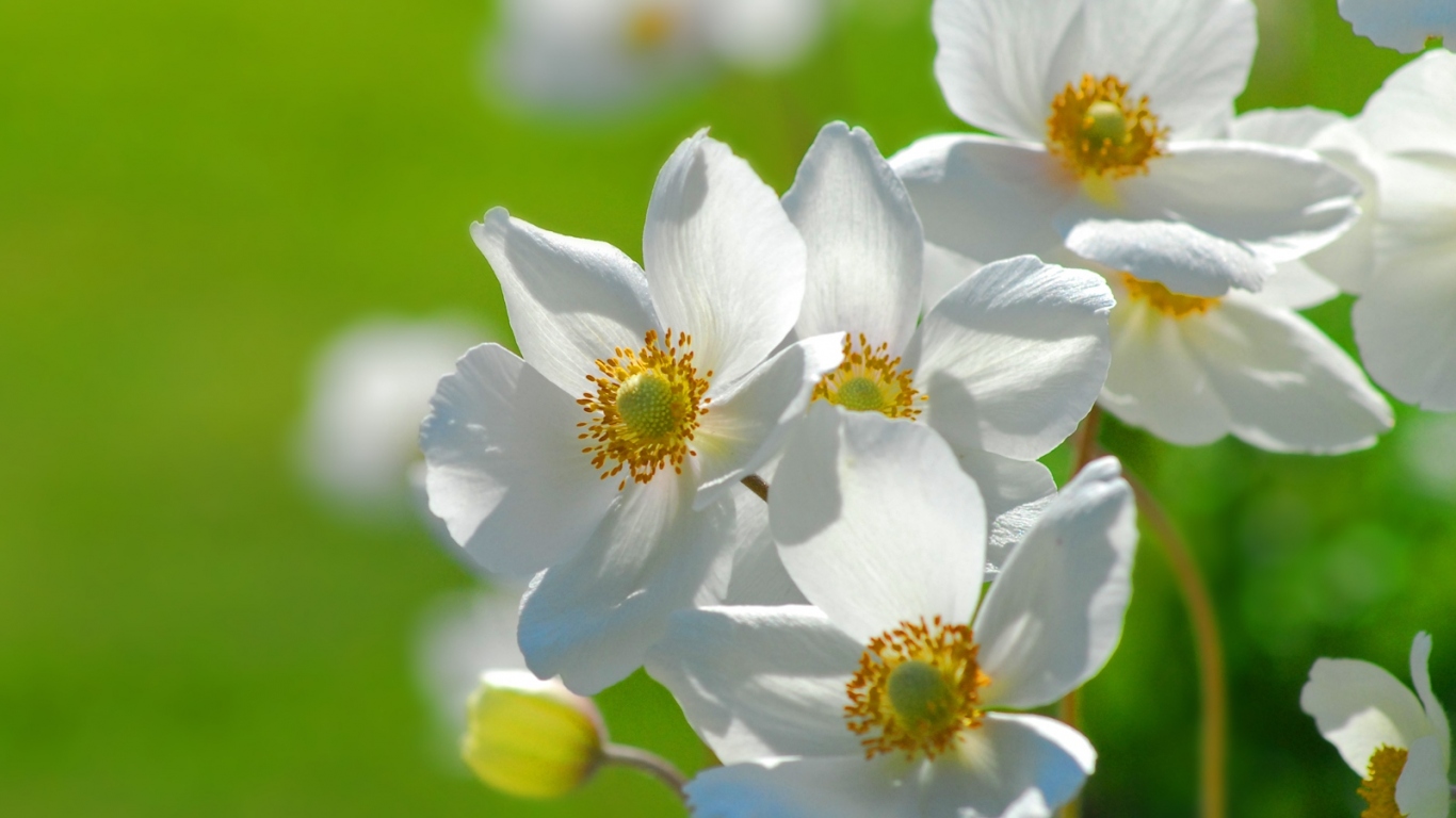 Цветы на траве, Цветах