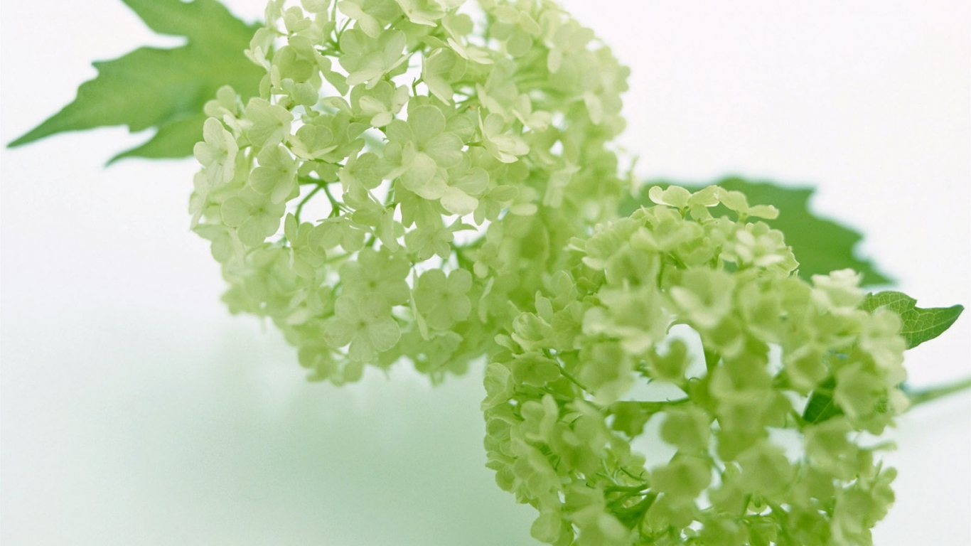 Зеленый, Цветы