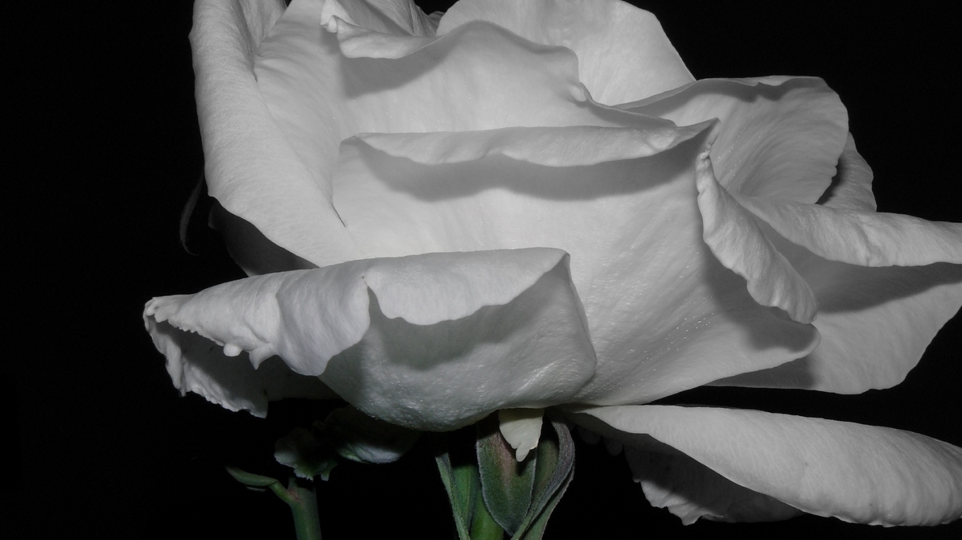 Холодная роза