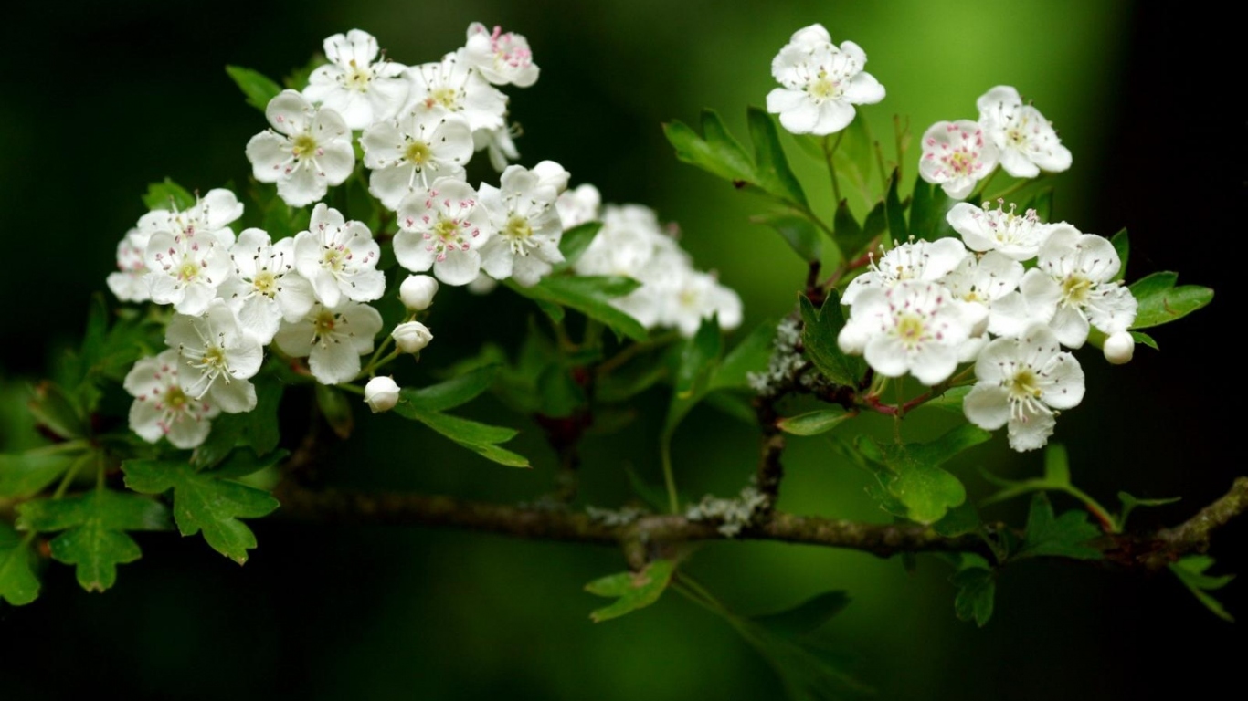 Волшебный расцвет, Цветы