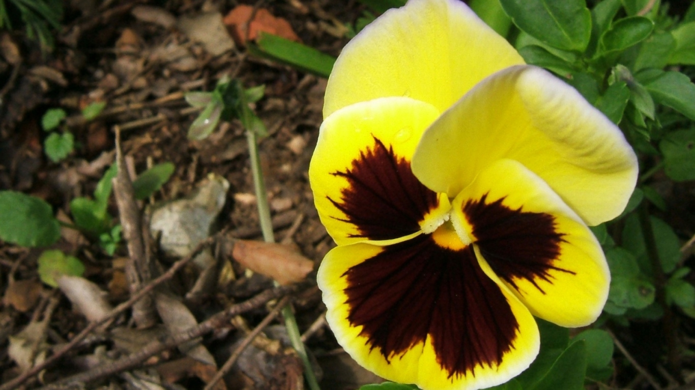 Прекрасная любовь, Цветы