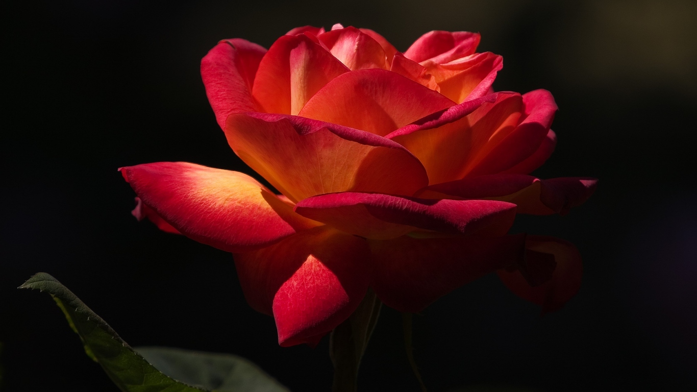 Прекрасный момент, Цветы