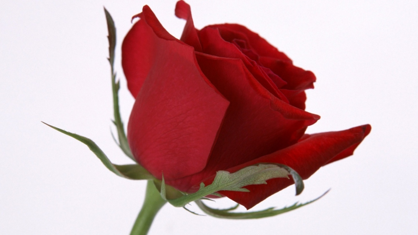 Цветок розы