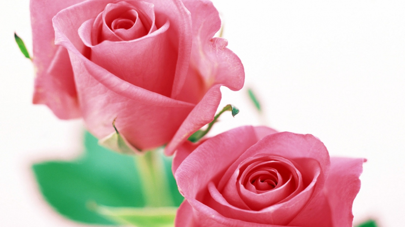 Розы на белом, Цветы