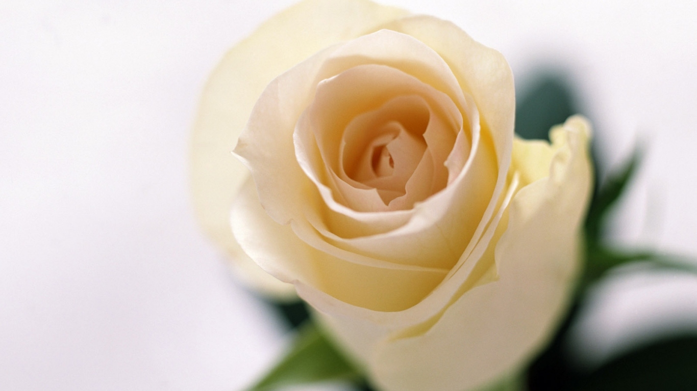 Запах роз, Цветы