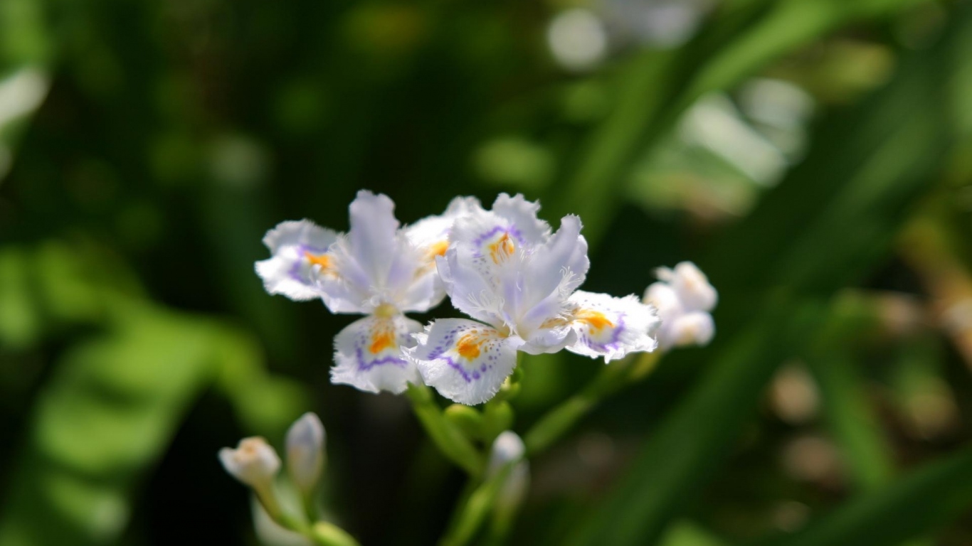 Шелковистый, Цветы