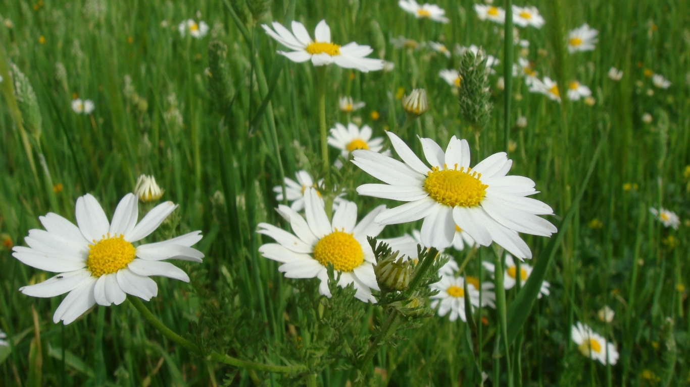 Весенние Цветы