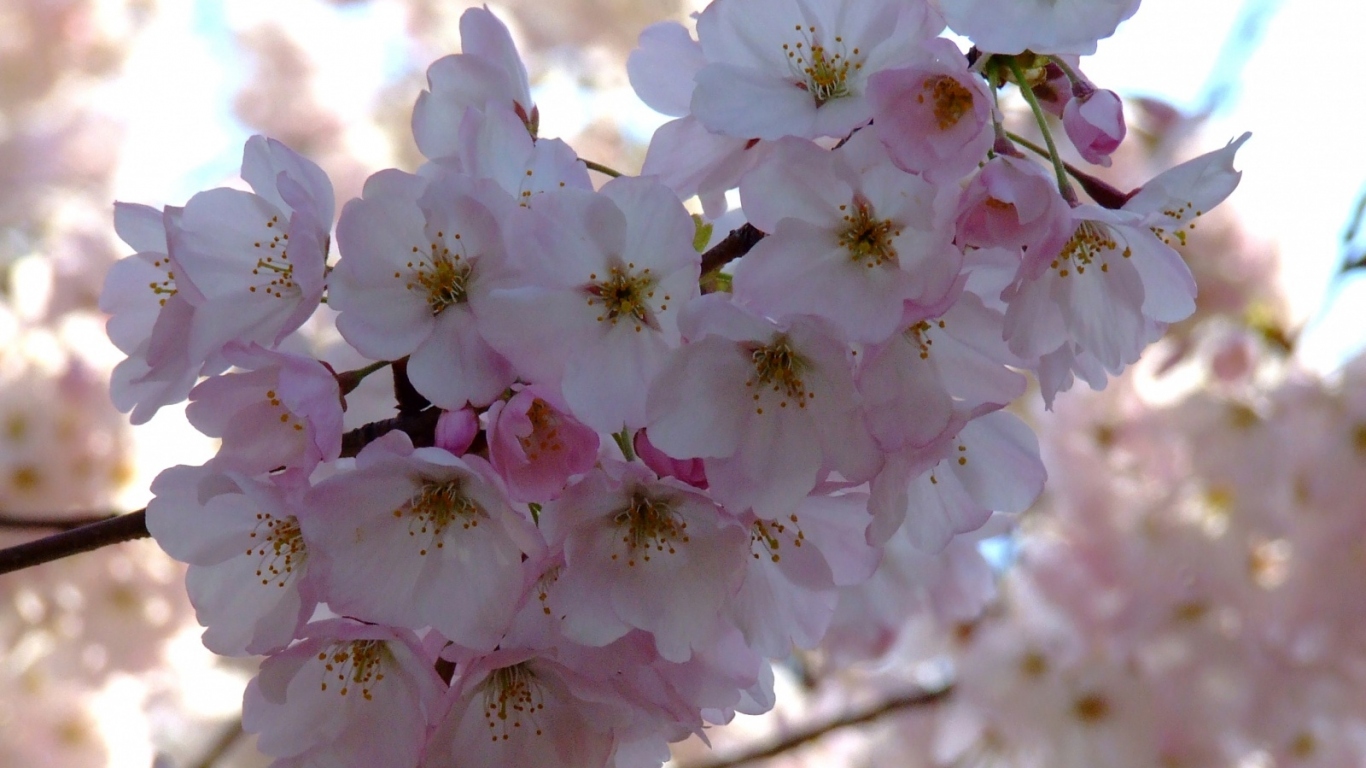 Весенний пучок, Цветы