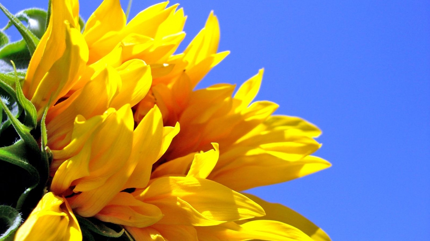 Цветок солнца, Цветы