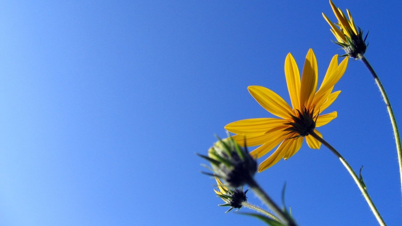 Солнечный Camilles, Цветы