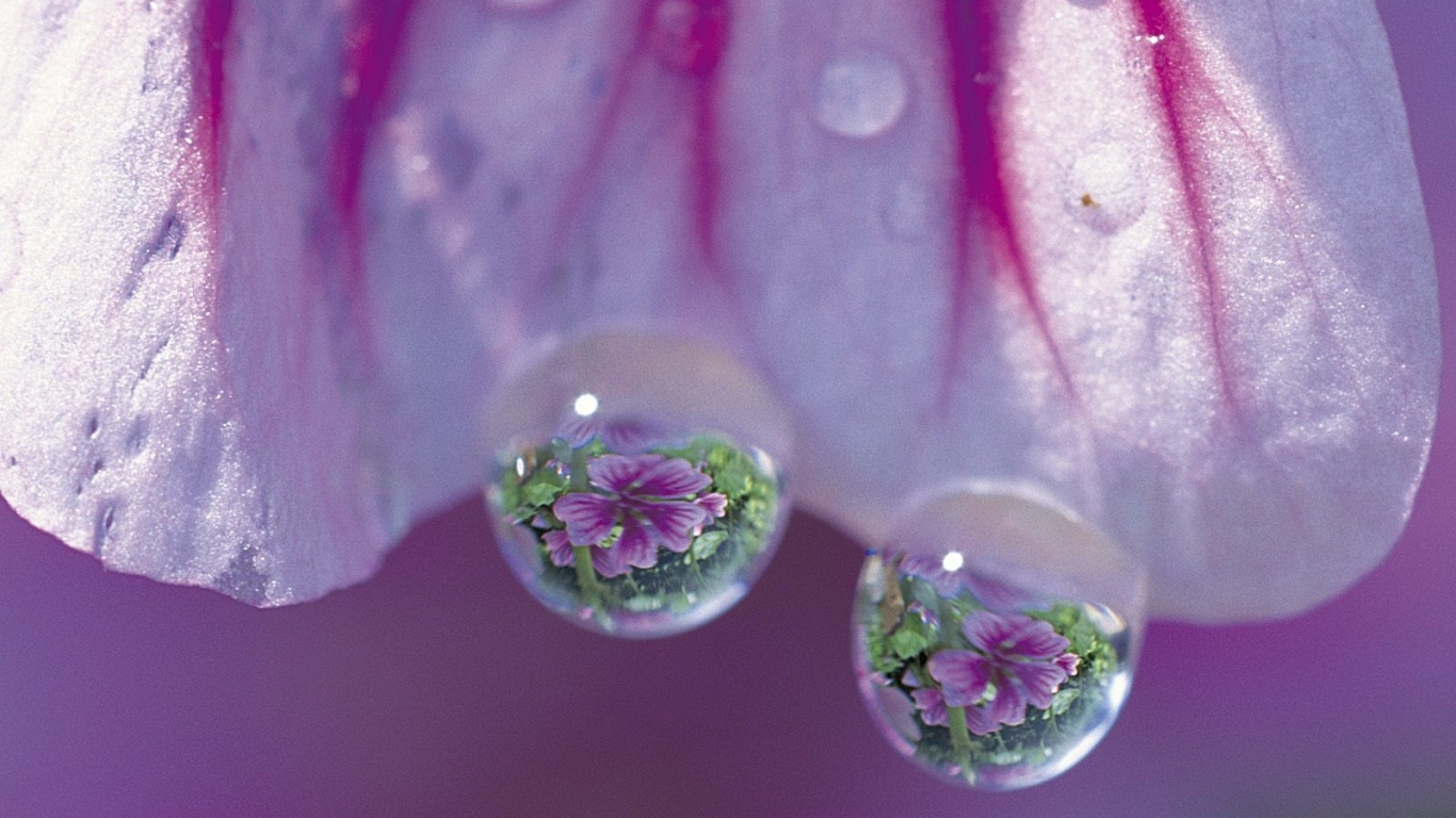 Просвирник дерева, Цветы